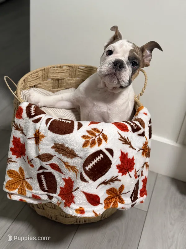 Milo  – English Bulldog puppy for sale in Orlando, FL