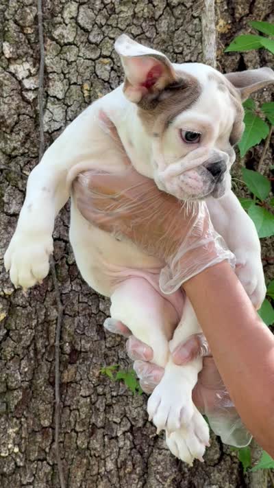 Milo , a male English Bulldog for sale in Orlando, FL – 8 of 8