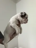 Milo , a male English Bulldog for sale in Orlando, FL – 4 of 4