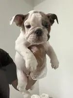 Milo , a male English Bulldog for sale in Orlando, FL – 3 of 4