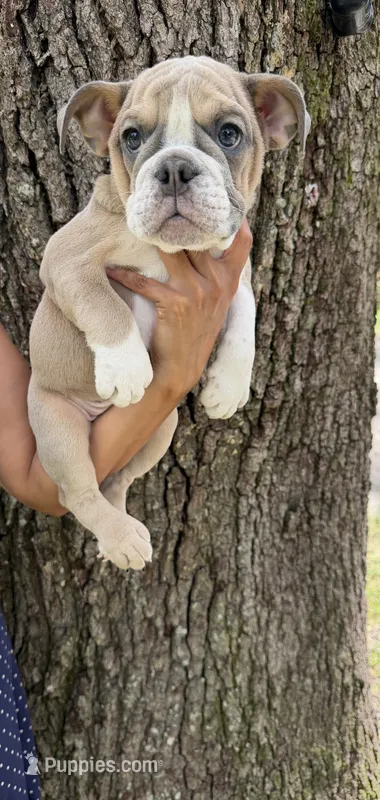 Connie  – English Bulldog puppy for sale in Orlando, FL