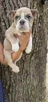 Connie , a female English Bulldog for sale in Orlando, FL – 1 of 4