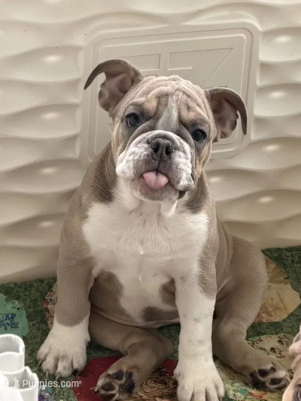 Connie  – English Bulldog puppy for sale in Orlando, FL