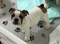 Pablo , a male English Bulldog for sale in Orlando, FL – 2 of 4