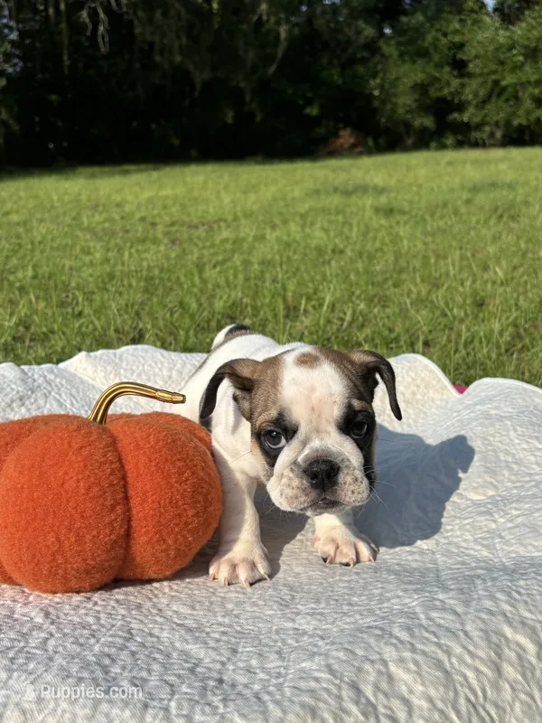 Pablo  – English Bulldog puppy for sale in Orlando, FL