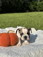 Pablo , a male English Bulldog for sale in Orlando, FL – 1 of 4