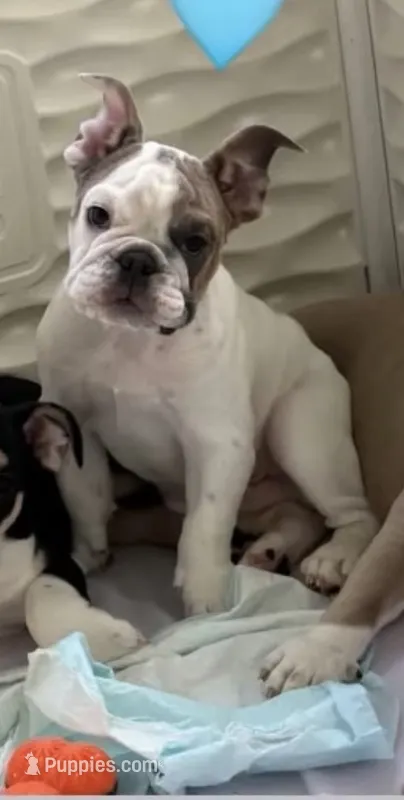 Milo  – English Bulldog puppy for sale in Orlando, FL