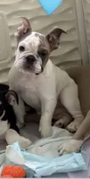 Milo , a male English Bulldog for sale in Orlando, FL – 4 of 8