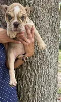 Nala , a female English Bulldog for sale in Orlando, FL – 3 of 3
