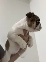Pablo , a male English Bulldog for sale in Orlando, FL – 4 of 4
