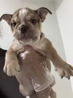 Nala , a female English Bulldog for sale in Orlando, FL – 2 of 3