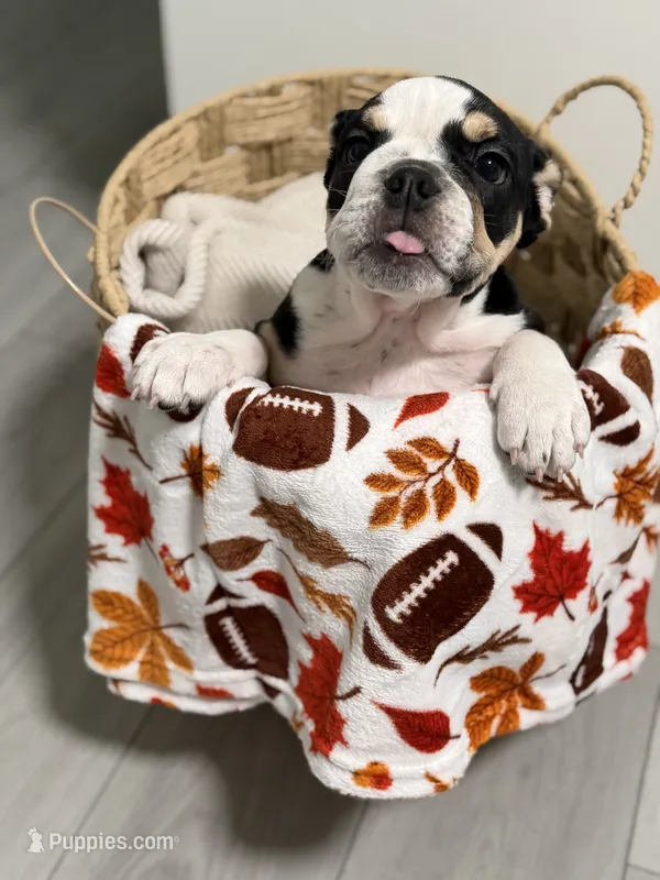 Summer  – English Bulldog puppy for sale in Orlando, FL