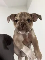 Morty, a male English Bulldog for sale in Orlando, FL – 3 of 3