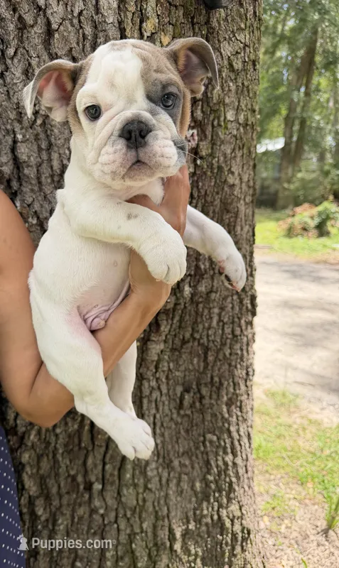 Milo  – English Bulldog puppy for sale in Orlando, FL