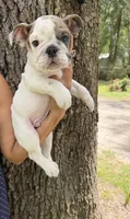 Milo , a male English Bulldog for sale in Orlando, FL – 6 of 8