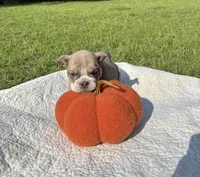 Connie , a female English Bulldog for sale in Orlando, FL – 3 of 4