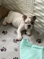 Milo , a male English Bulldog for sale in Orlando, FL – 2 of 4