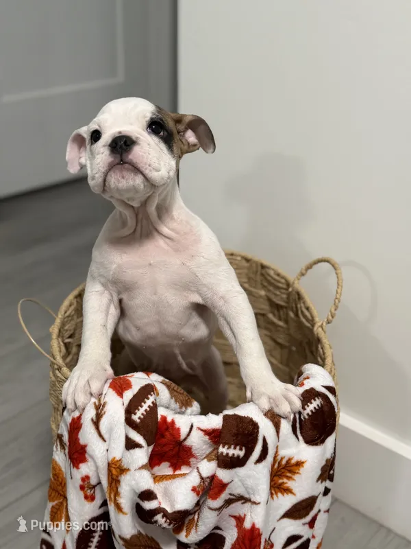 Molly  – English Bulldog puppy for sale in Orlando, FL