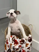 Molly , a female English Bulldog for sale in Orlando, FL – 1 of 1