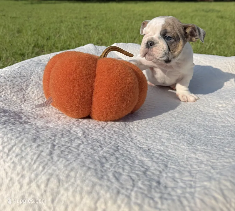 Milo  – English Bulldog puppy for sale in Orlando, FL