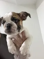 Pablo , a male English Bulldog for sale in Orlando, FL – 3 of 4