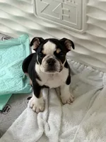 Summer , a female English Bulldog for sale in Orlando, FL – 2 of 2