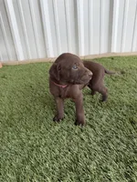 Tillys F1, a female German Shorthaired Pointer and Labrador Retriever for sale in Comanche, TX – 4 of 4