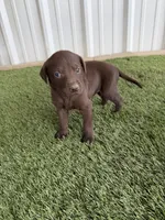 Tillys F1, a female German Shorthaired Pointer and Labrador Retriever for sale in Comanche, TX – 3 of 4