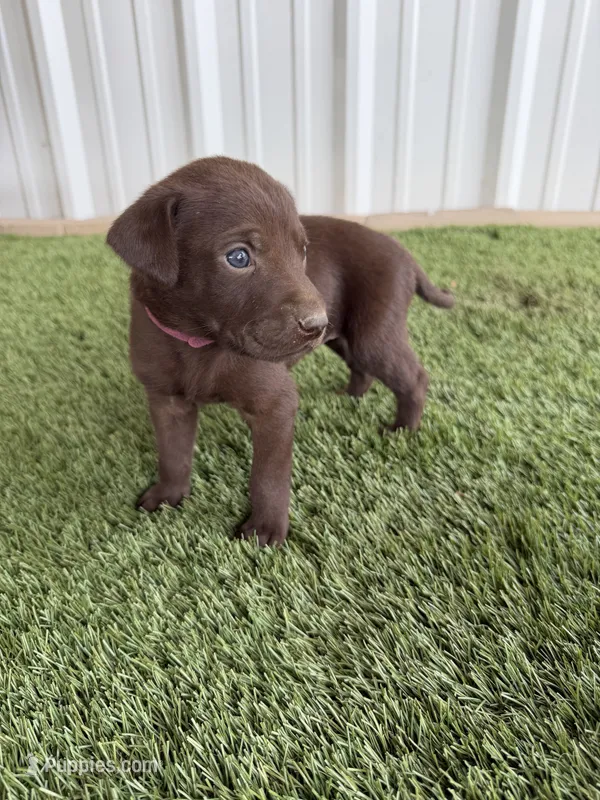 Tillys F1 – German Shorthaired Pointer, Labrador Retriever puppy for sale in Comanche, TX