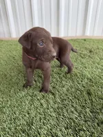 Tillys F1, a female German Shorthaired Pointer and Labrador Retriever for sale in Comanche, TX – 1 of 4