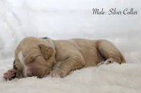 Buck , a male Goldendoodle for sale in Cherry Creek, NY – 6 of 6