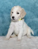 Pixie , a female Goldendoodle for sale in Cherry Creek, NY – 1 of 5