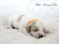 Luffy , a male Goldendoodle for sale in Cherry Creek, NY – 5 of 5