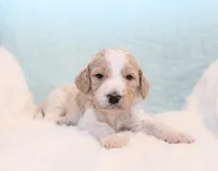Finn, a male Goldendoodle for sale in Cherry Creek, NY – 4 of 5