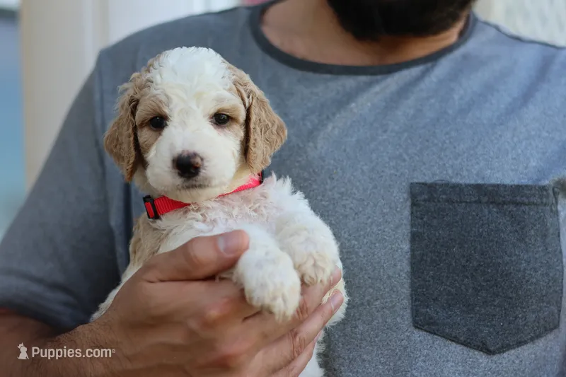 Roxy – Goldendoodle puppy for sale in Cherry Creek, NY