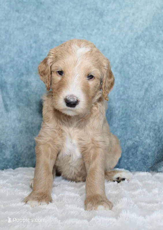 Buck  – Goldendoodle puppy for sale in Cherry Creek, NY