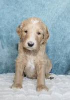 Buck , a male Goldendoodle for sale in Cherry Creek, NY – 1 of 6