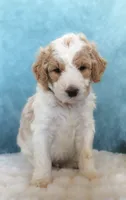 Cash, a male Goldendoodle for sale in Cherry Creek, NY – 1 of 4