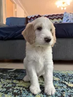 Max, a male Goldendoodle for sale in Cherry Creek, NY – 2 of 9
