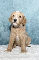 Buck , a male Goldendoodle for sale in Cherry Creek, NY – 2 of 6