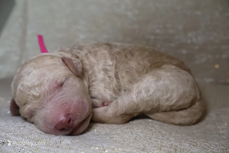 Annie  – Goldendoodle puppy for sale in Cherry Creek, NY