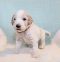Max, a male Goldendoodle for sale in Cherry Creek, NY – 5 of 6