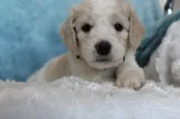 Pixie , a female Goldendoodle for sale in Cherry Creek, NY – 3 of 5