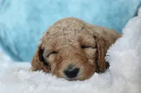 Honey, a female Goldendoodle for sale in Cherry Creek, NY – 3 of 5