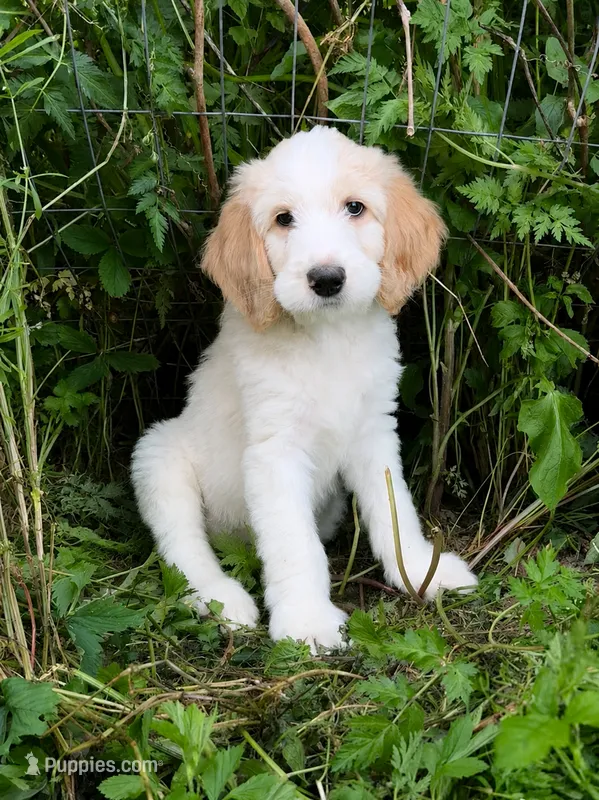 Max – Goldendoodle puppy for sale in Cherry Creek, NY