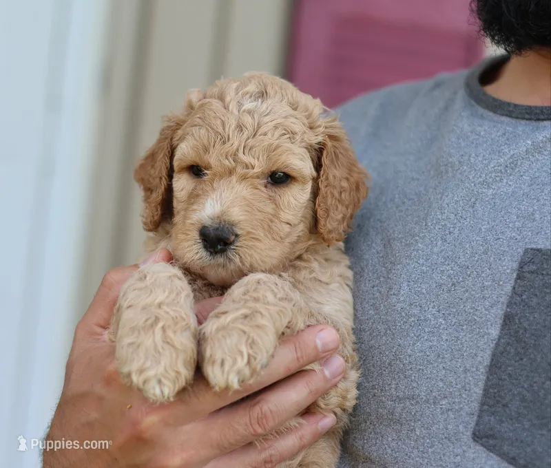 Charlie  – Goldendoodle puppy for sale in Cherry Creek, NY