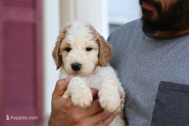 Mia  – Goldendoodle puppy for sale in Cherry Creek, NY
