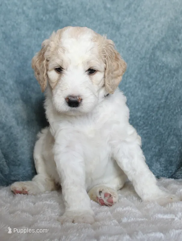 April – Goldendoodle puppy for sale in Cherry Creek, NY