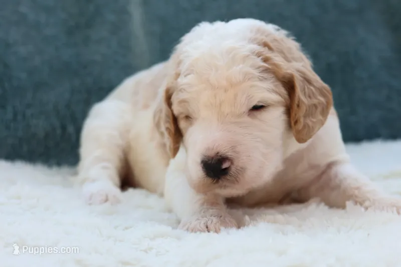 Mia  – Goldendoodle puppy for sale in Cherry Creek, NY
