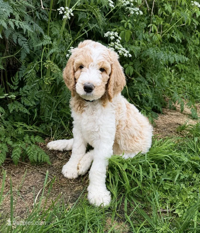 Finn – Goldendoodle puppy for sale in Cherry Creek, NY